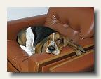 The Bickel's pet basset hound, Bowser. IMG_5952